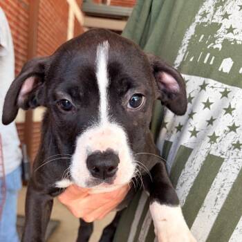 Pit Bull Terrier Dogs Available for Adoption in Palestine, Texas - Topaz | PetCurious