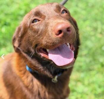 Elle -  Labrador Retriever and German Shepherd Dog Dog for Adoption in Columbus, Ohio - Elle | PetCurious