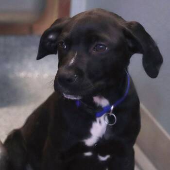 Mixed Breed Dogs Available for Adoption - Marco | PetCurious