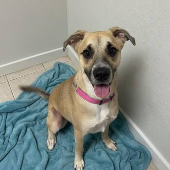 Shepherd Dogs Available for Adoption - Symba  | PetCurious