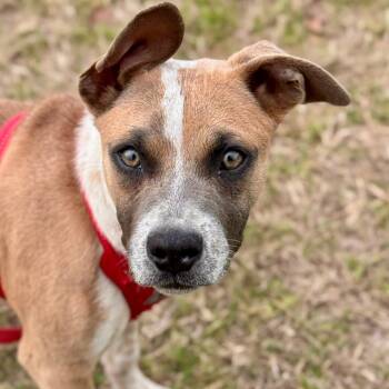Rescue Mixed Breed Dogs for Adoption in Bastrop, Texas - Axel 25-02-141 | PetCurious