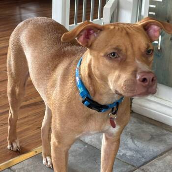 Bull Terrier and Hound Dogs Available for Adoption in Williamsburg, Ontario - Milo | PetCurious