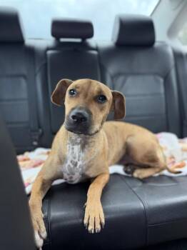MAX -  Black Mouth Cur Dog for Adoption in Doral, Florida - MAX | PetCurious