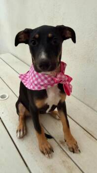 Tinkerbell -  Labrador Retriever and Terrier Dog for Adoption in San Diego, California - Tinkerbell | PetCurious