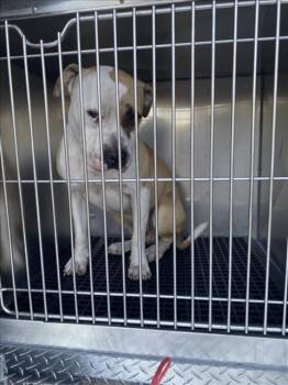 BODIE -  Mixed Breed Dog for Adoption in Dallas, Texas - BODIE | PetCurious
