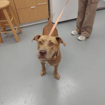 Rescue Labrador Retriever Dogs for Adoption in Hartsville, South Carolina - Hobo | PetCurious