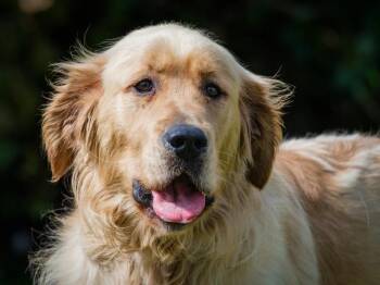 Diesel -  Golden Retriever Dog for Adoption in Pointe-fortune, Quebec - Diesel | PetCurious