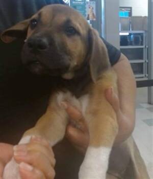 A480304 -  German Shepherd Dog Dog for Adoption in Oklahoma City, Oklahoma - A480304 | PetCurious