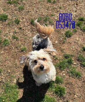 Bobo -  Yorkshire Terrier and Shih Tzu Dog for Adoption in Clarksville, Tennessee - Bobo | PetCurious