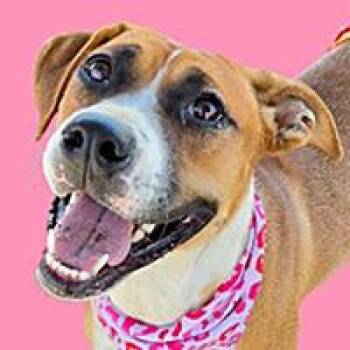 Shakira - URGENT -  Boxer and Pit Bull Terrier Dog for Adoption in Thousand Oaks, California - Shakira - URGENT | PetCurious