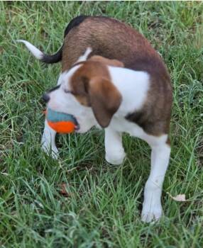 Sophronia -  Beagle and Australian Cattle Dog Blue Heeler Dog for Adoption in Morrilton, Arkansas - Sophronia | PetCurious