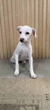 Labrador Retriever and Mixed Breed Dogs Available for Adoption in Coachella, California - Chicken Little | PetCurious