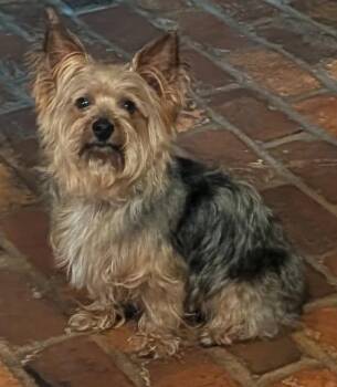 Ziggy Stardust -  Yorkshire Terrier Dog for Adoption - Ziggy Stardust | PetCurious