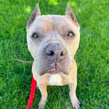 Chloe -  Mixed Breed Dog for Adoption in Murray, Utah - Chloe | PetCurious