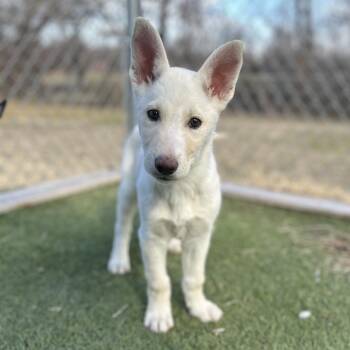 German Shepherd Dog Dogs Available for Adoption - Arnold | PetCurious
