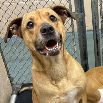 Hound and Mixed Breed Dogs Available for Adoption in Martinsville, Virginia - Juliette | PetCurious