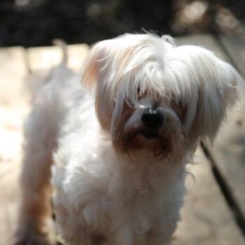 Rescue Maltese Dogs for Adoption in Charleston, South Carolina - Pamela | PetCurious
