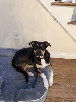 Labrador Retriever and Border Collie Dogs Available for Adoption in Brewster, New York - Barberry (B Crew) | PetCurious