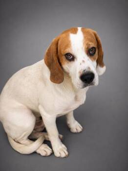 Andrew -  Beagle and Mixed Breed Dog for Adoption in Bowling Green, Kentucky - Andrew | PetCurious