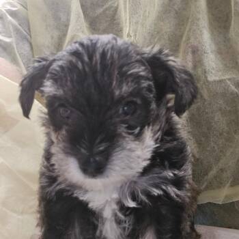 Burberry -  Mixed Breed Dog for Adoption in Murray, Utah - Burberry | PetCurious