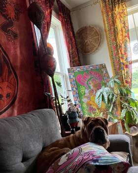 Rescue Shar Pei Dogs for Adoption in Mt. Juliet, Tennessee - Honey | PetCurious