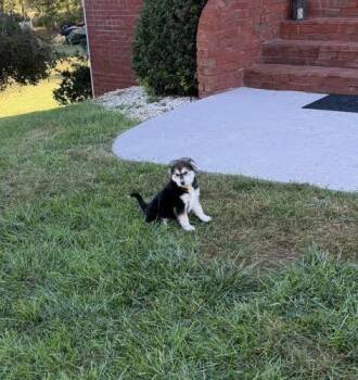 Wednesday -  Beagle and Husky Dog for Adoption in Christiansburg, Virginia - Wednesday | PetCurious