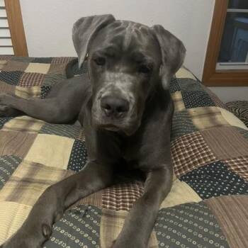 Molly Malone -  Mastiff and English Bulldog Dog for Adoption in Austin, Texas - Molly Malone | PetCurious