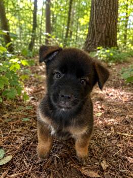 Kodak -  German Shepherd Dog and Mixed Breed Dog for Adoption in St. Augustine, Florida - Kodak | PetCurious