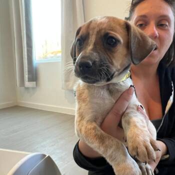 Australian Shepherd and Mixed Breed Dogs Available for Adoption in Boerne, Texas - Eunice | PetCurious