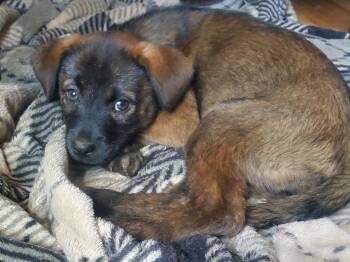 Kung Foo Panda -  Pomeranian and Husky Dog for Adoption in Gorham, Maine - Kung Foo Panda | PetCurious