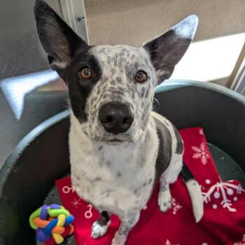 Burke -  Cattle Dog and Mixed Breed Dog for Adoption in Kanab, Utah - Burke | PetCurious