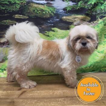 Ariel -  Shih Tzu Dog for Adoption in Normal, Illinois - Ariel | PetCurious