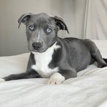 Weimaraner and Labrador Retriever Dogs Available for Adoption - Cuddly Clancy | PetCurious