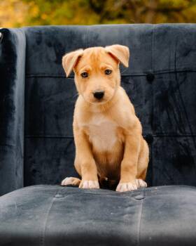 Ralph -  Pit Bull Terrier and Husky Dog for Adoption in Simsbury, Connecticut - Ralph | PetCurious