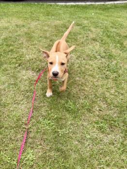 Olive -  Retriever Dog for Adoption in Valley Stream, New York - Olive | PetCurious