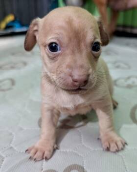 Poldi -  Chihuahua Dog for Adoption in Carson City, Nevada - Poldi | PetCurious