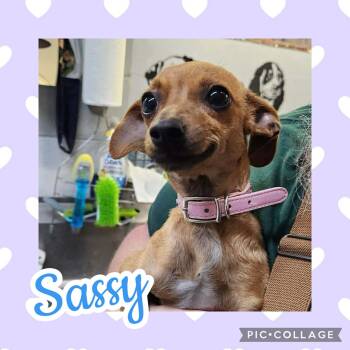 Chihuahua Dogs Available for Adoption - Sassy | PetCurious