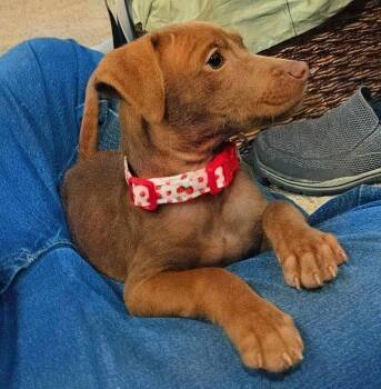 Chihuahua Dogs Available for Adoption in Harlingen, Texas - Marie | PetCurious