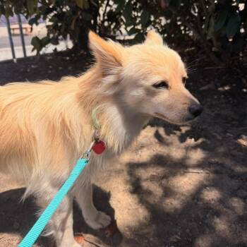 BON BON -  Pomeranian and Chihuahua Dog for Adoption in Richmond, California - BON BON | PetCurious