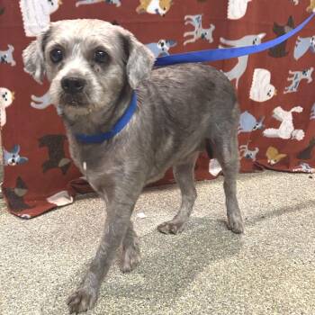 Jackie - City of Industry Location -  Schnauzer and Poodle Dog for Adoption in Chino Hills, California - Jackie - City Of Industry Location | PetCurious