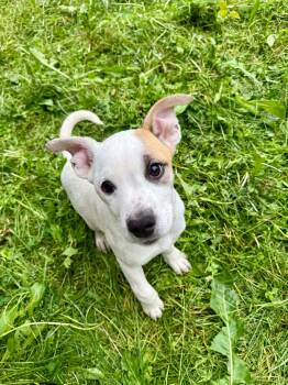 Bermuda -  Pit Bull Terrier Dog for Adoption in Wasilla, Alaska - Bermuda | PetCurious