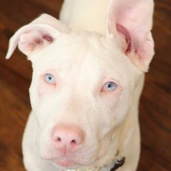 Great Dane and Pit Bull Terrier Dogs Available for Adoption in Kansas City, Missouri - Miracle | PetCurious