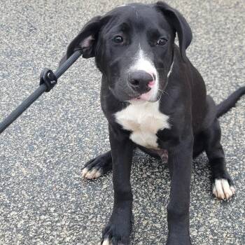Boxer and Labrador Retriever Dogs Available for Adoption in Smithfield, North Carolina - Kurt | PetCurious
