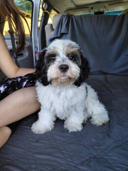 Cavapoo Dogs Available for Adoption in Piedmont, California - Huey | PetCurious