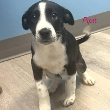 Pipit -  Hound Dog for Adoption in Ulster, Pennsylvania - Pipit | PetCurious