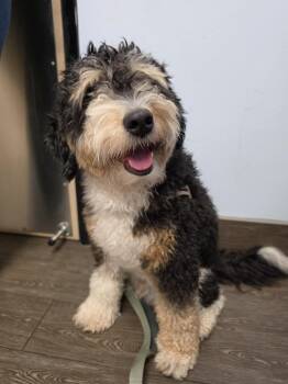 Bear -  Australian Shepherd and Poodle Dog for Adoption in Valrico, Florida - Bear | PetCurious