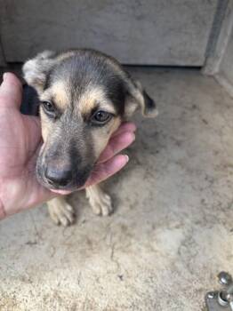 A480018 -  German Shepherd Dog and Mixed Breed Dog for Adoption in Oklahoma City, Oklahoma - A480018 | PetCurious
