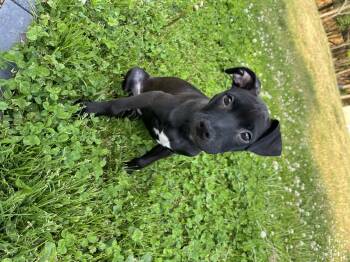 Squirt -  Pit Bull Terrier and Labrador Retriever Dog Available for Adoption in Oceanport, New Jersey - Squirt | PetCurious