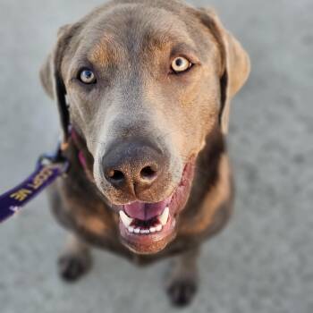 Labrador Retriever Dogs Available for Adoption - Lucy | PetCurious