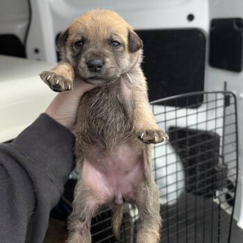 Mixed Breed Dogs Available for Adoption in Dekalb, Illinois - Oat | PetCurious